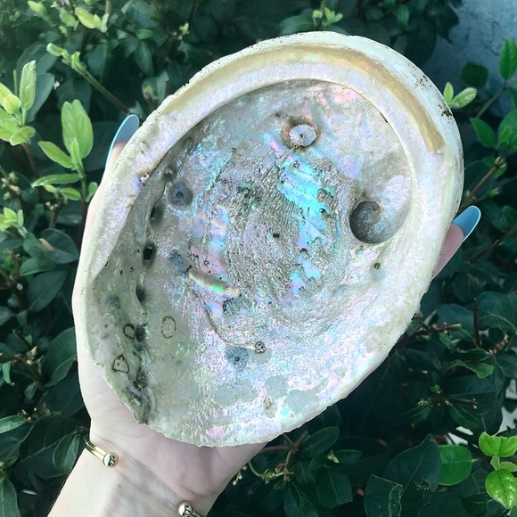 Large Abalone Shell 🐚 - Picture 2 of 5